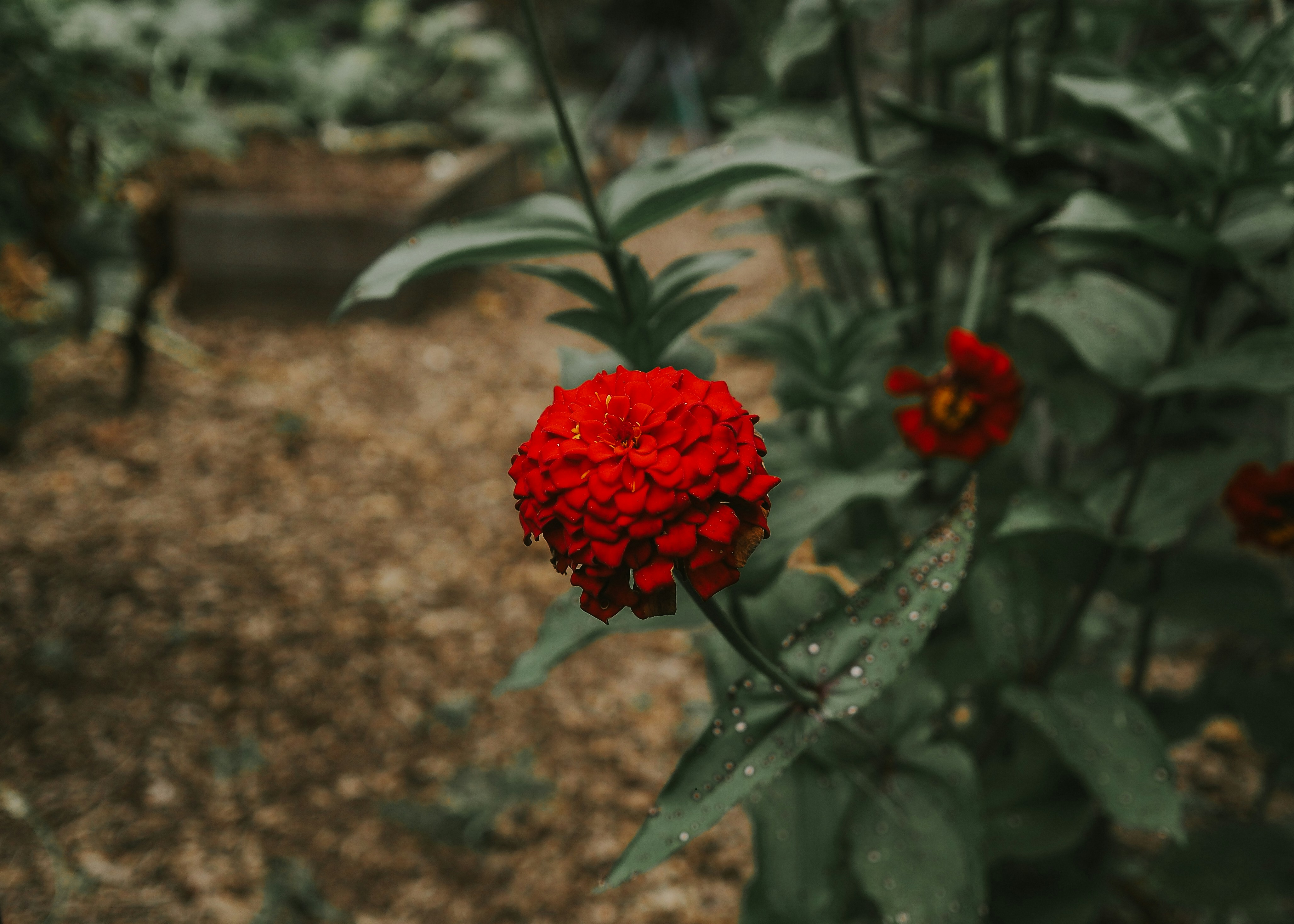 Une fleur rouge au milieu d’un jardin photo – Image gratuite de Fleur ...