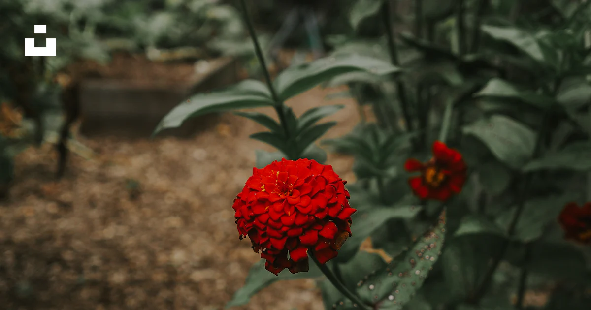 Une fleur rouge au milieu d’un jardin photo – Image gratuite de Fleur ...