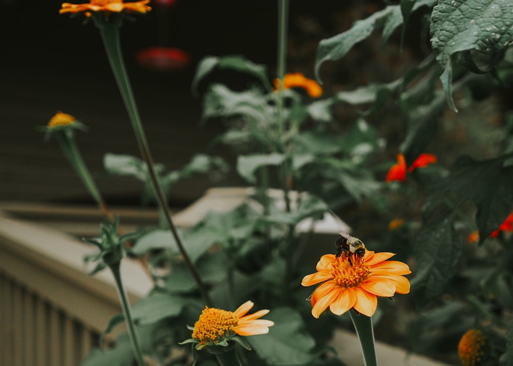 a bee on a flower in a garden