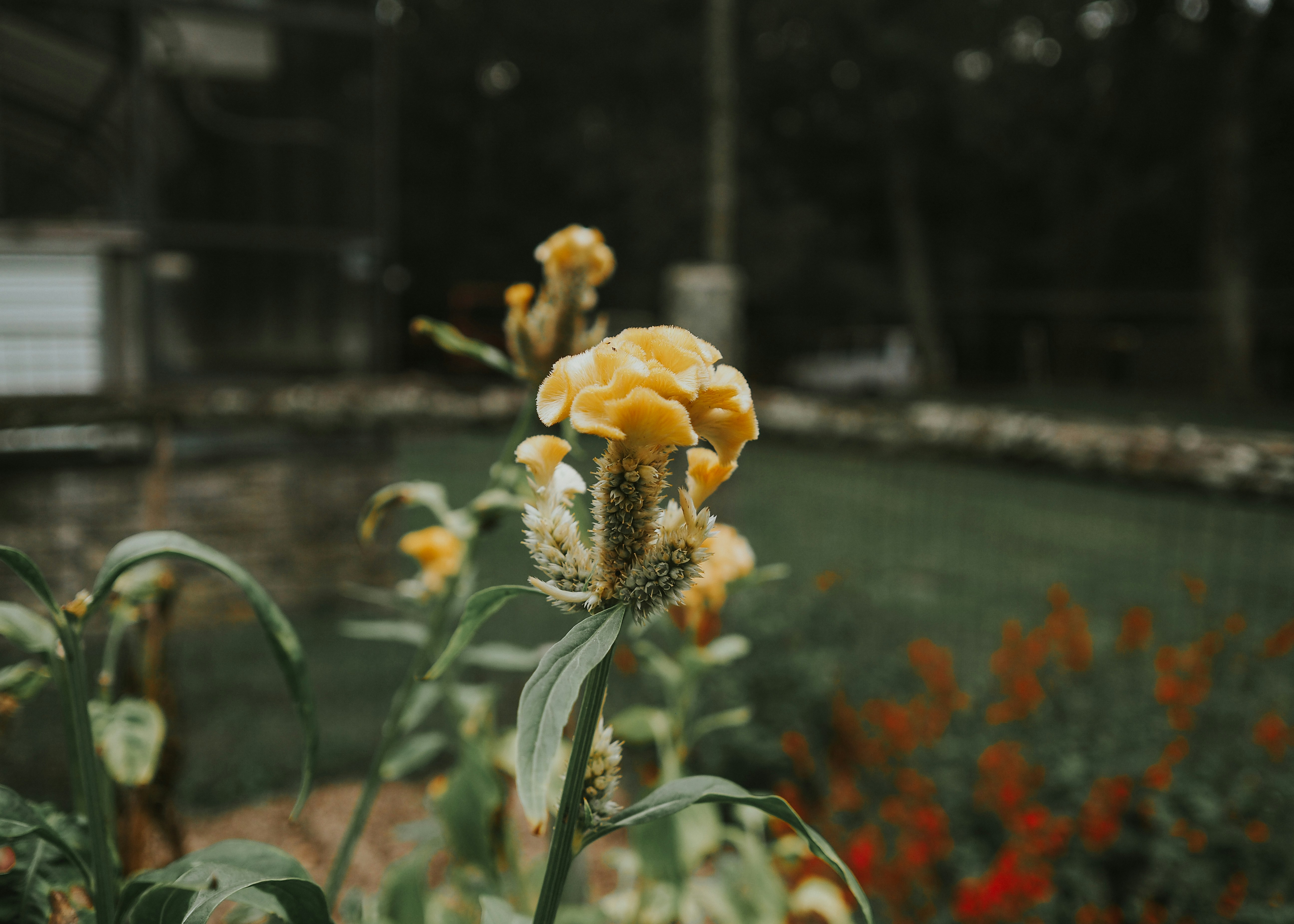 เที่ยวสวนผึ้ง ราชบุรี – ที่พักวิวภูเขา กาแฟดี บรรยากาศดี