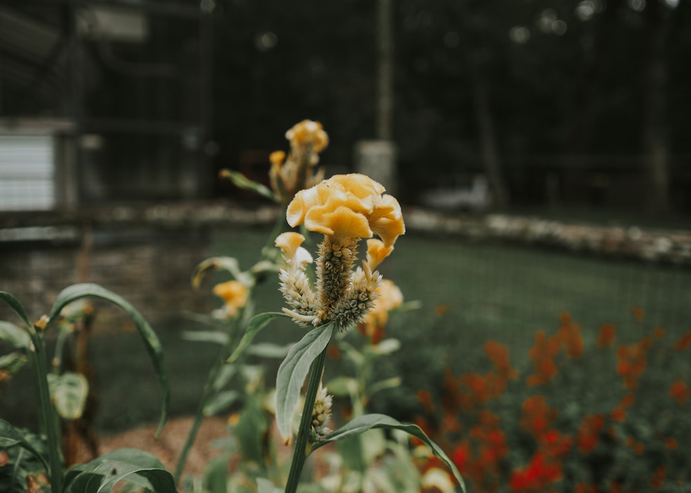 a close up of a yellow flower in a garden