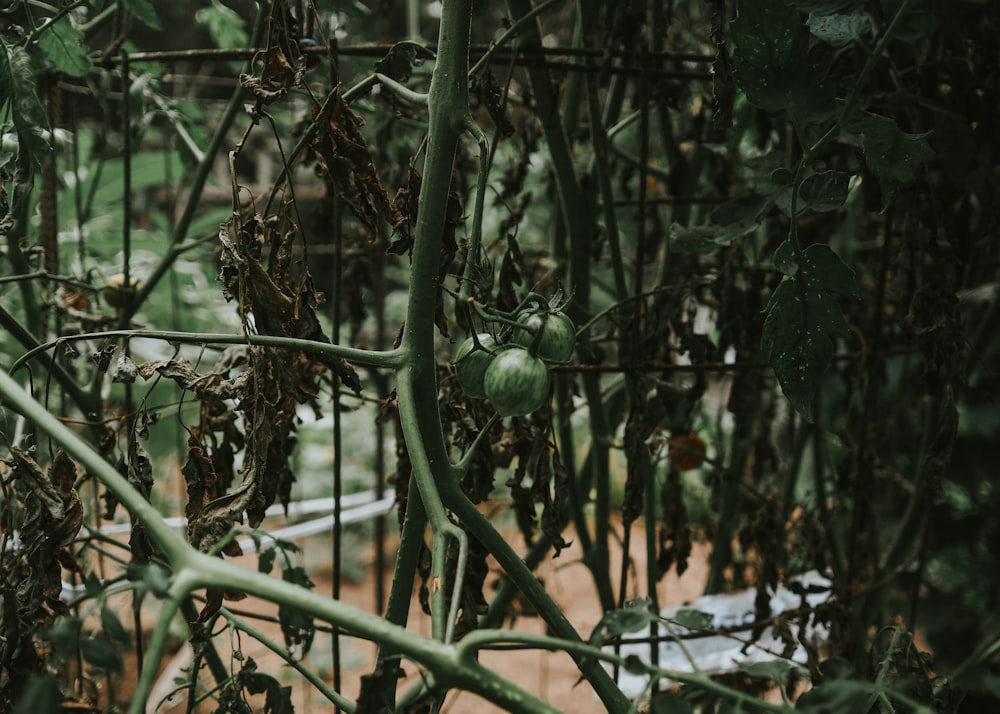 a bunch of green tomatoes growing on a vine