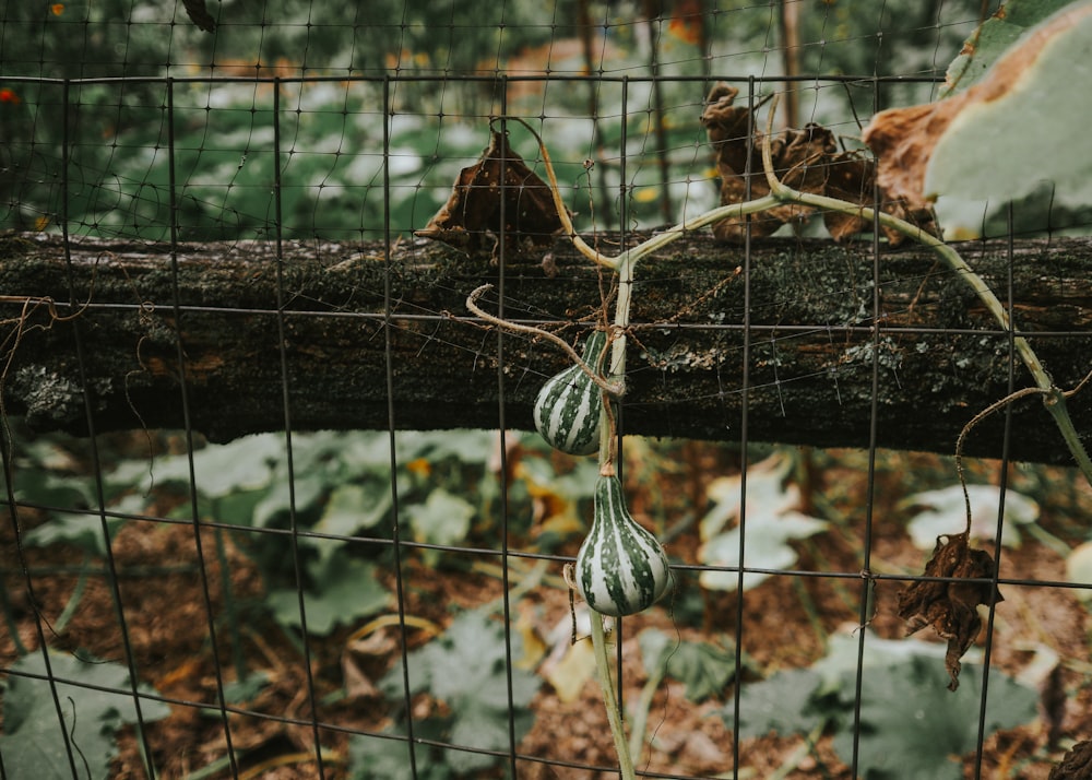 a close up of a tree branch with fruit on it