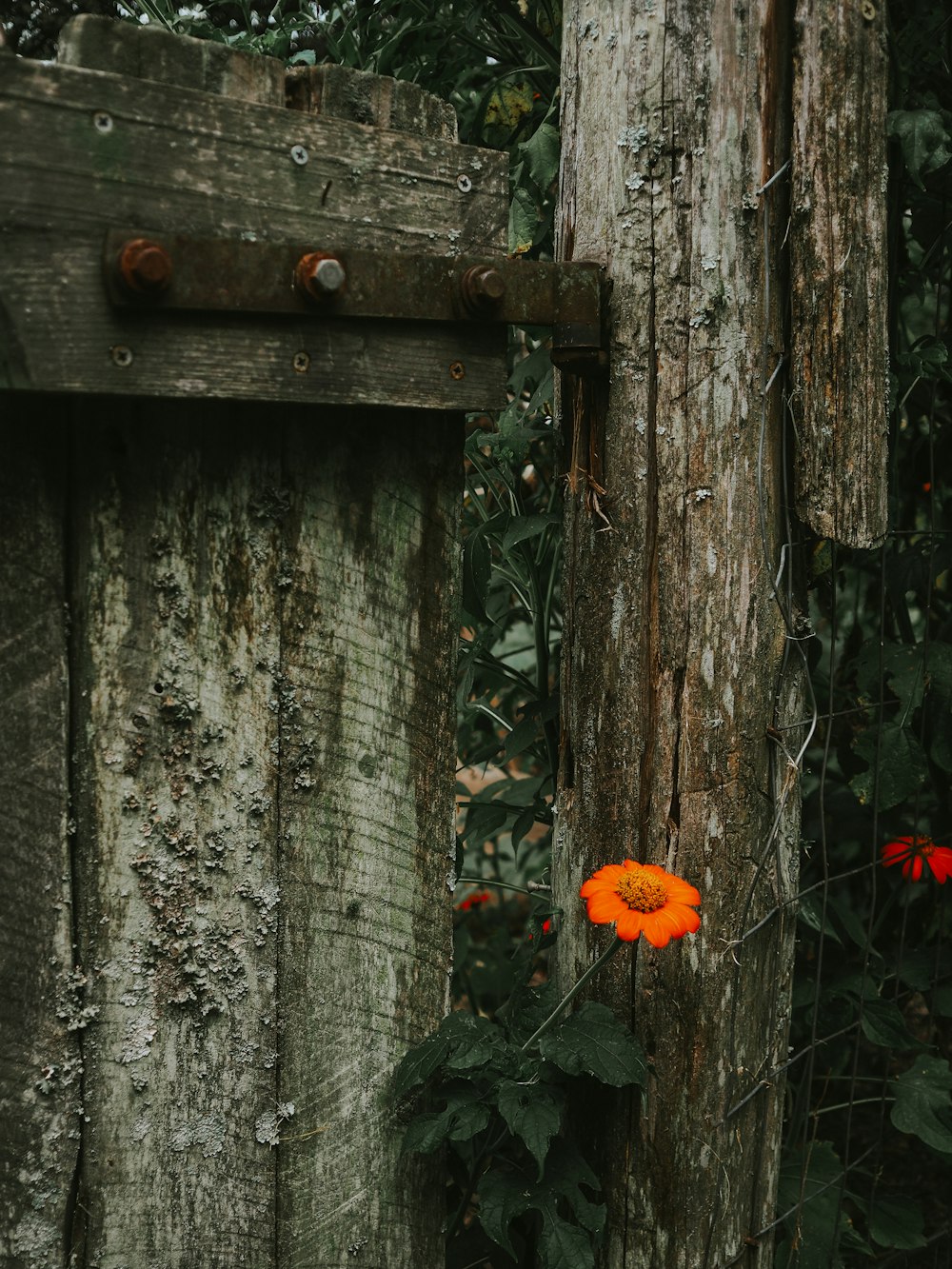 an orange flower is growing on the side of a wooden fence