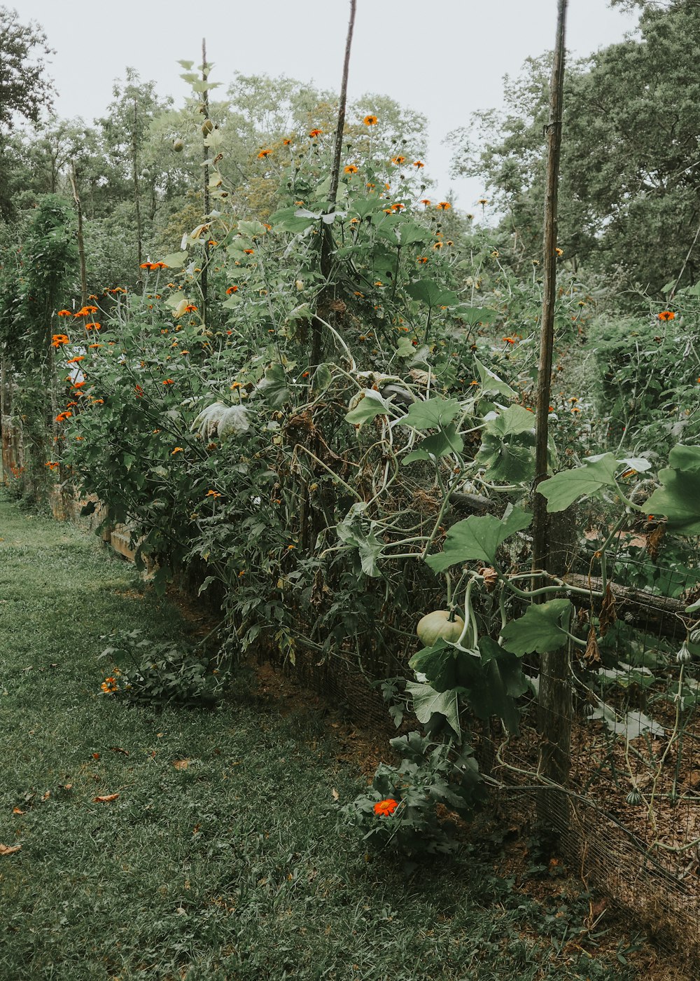 a field with lots of green plants and orange flowers