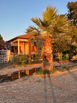 A sunlit house with a red-tiled roof is surrounded by lush greenery and palm trees. The cobblestone path leads past a reflective puddle, casting long shadows in the warm evening light. Vibrant flowers and bushes add color and life to the serene setting.