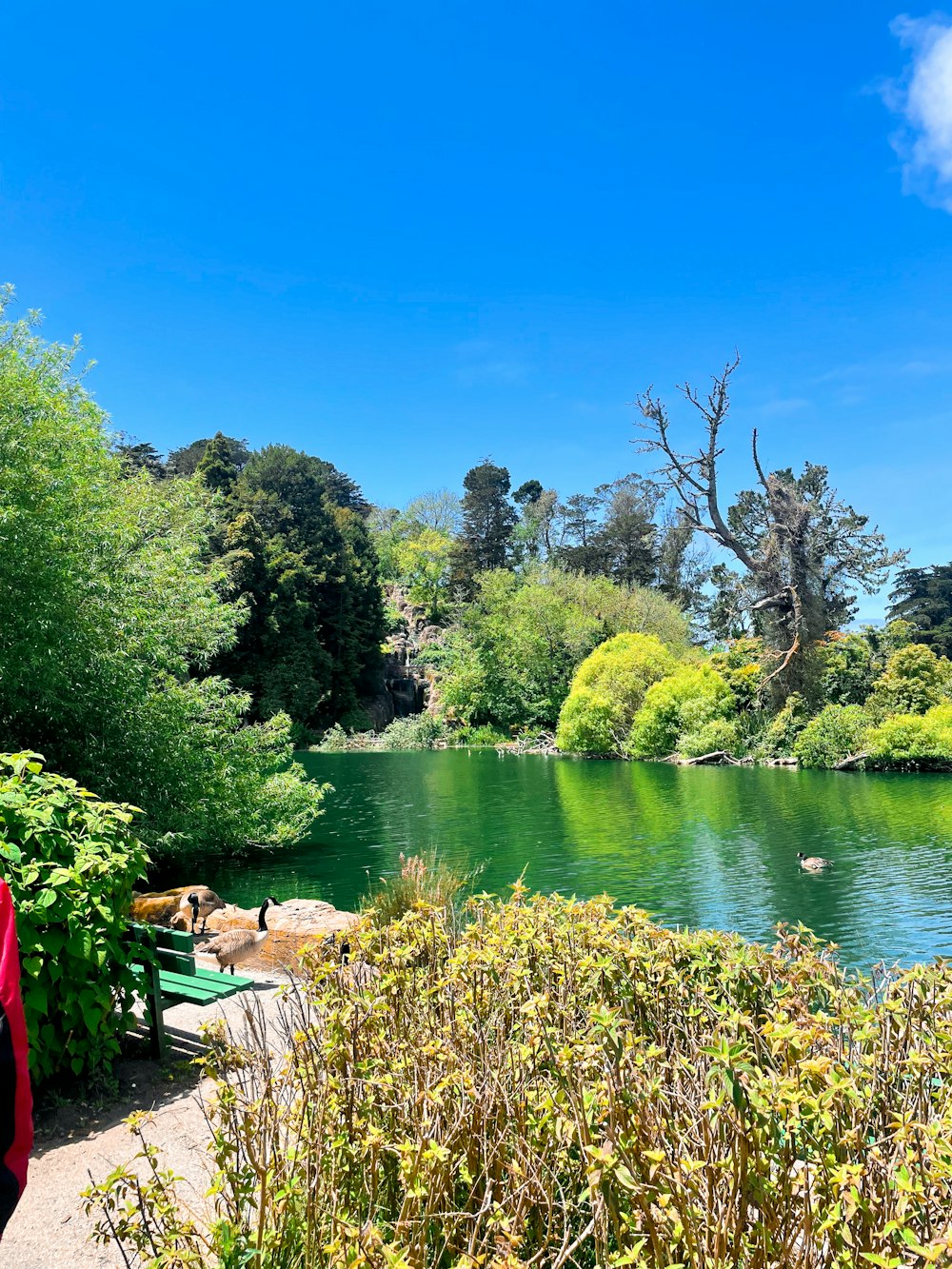 a lake surrounded by lush green trees and bushes