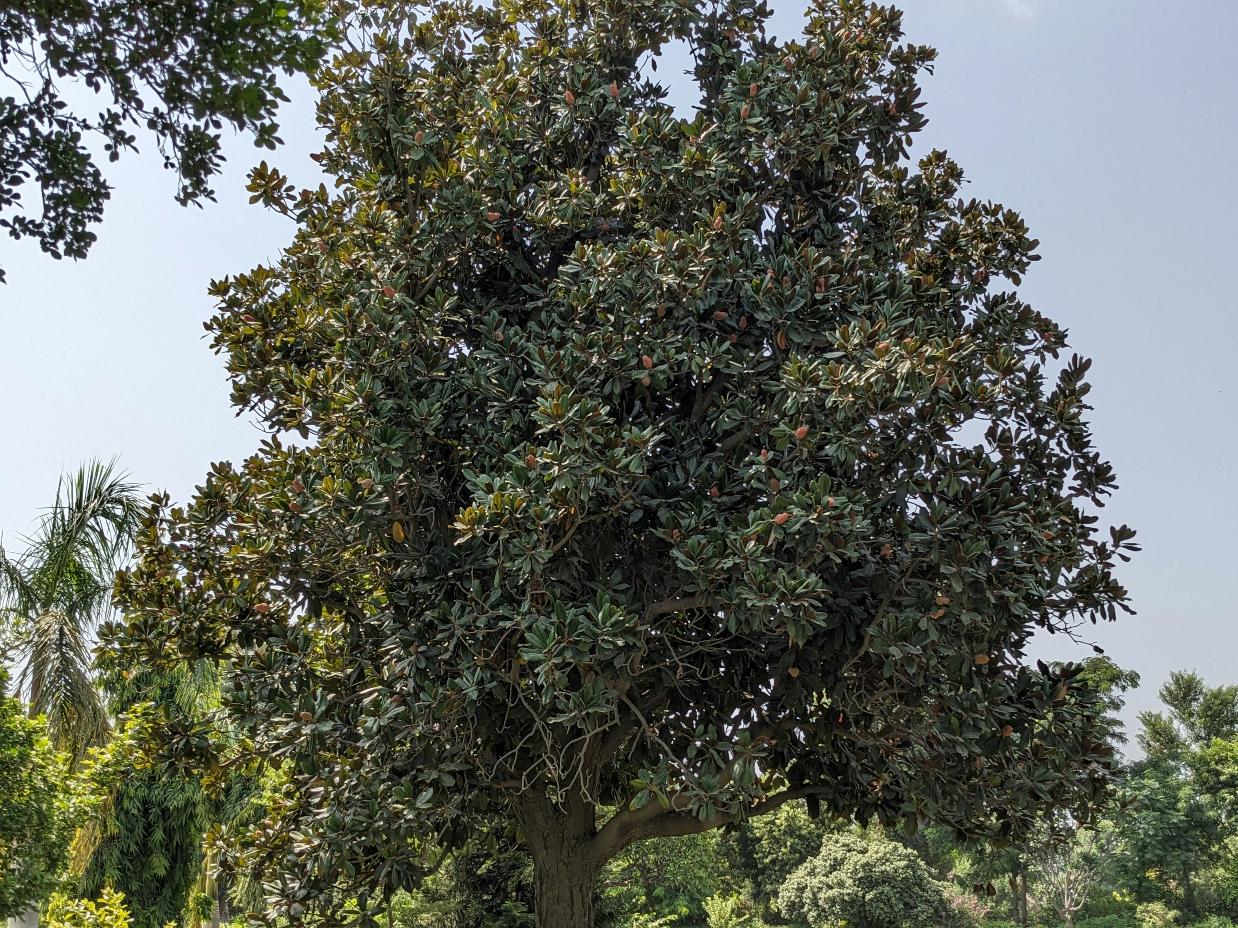 Abu Kamal
