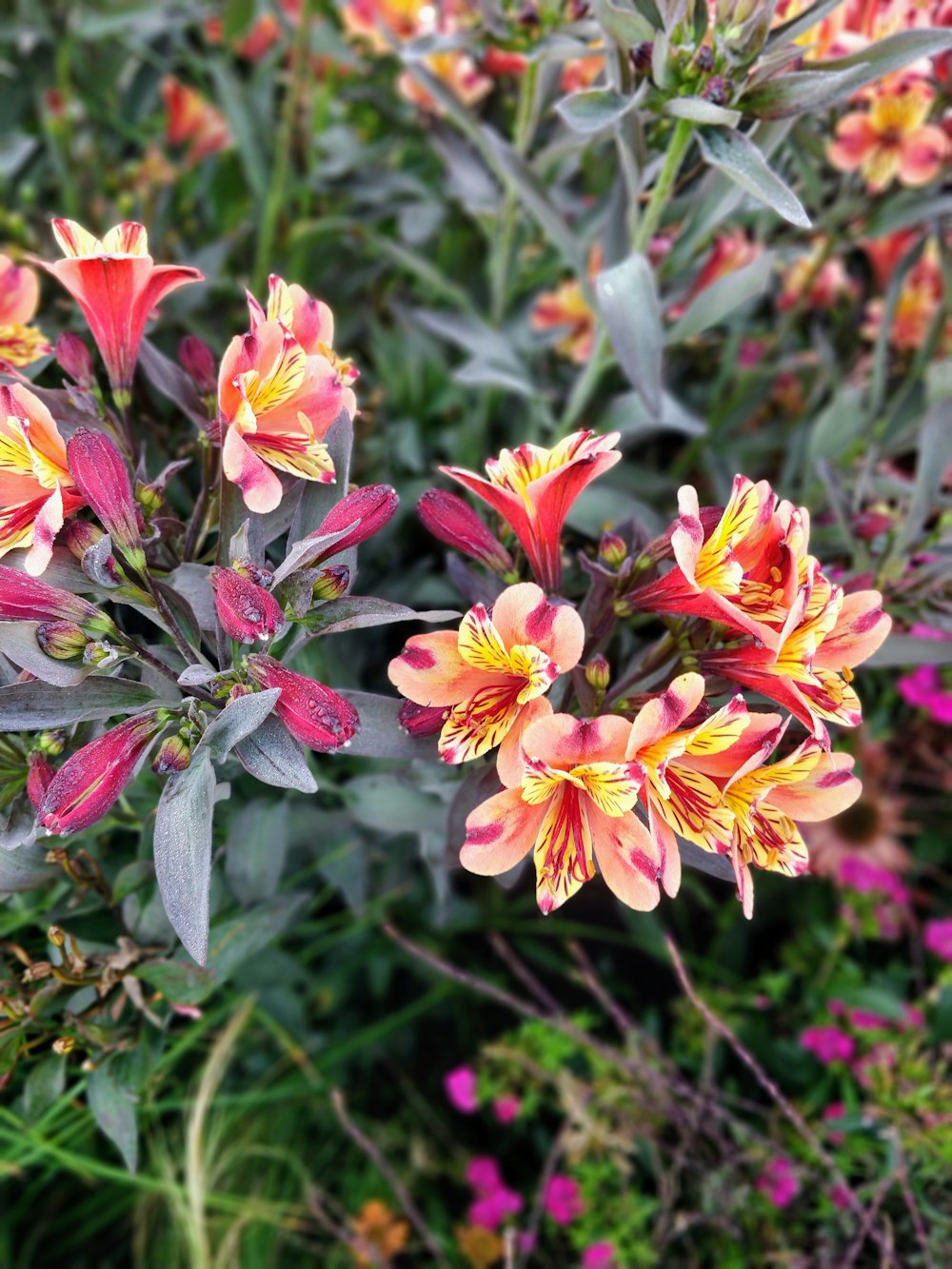 a bunch of flowers that are in the grass