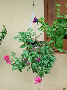 Trailing Vine Plant Hanger