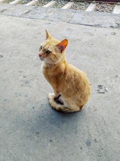 an orange cat sitting on a cement surface