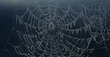 An intricate spider web covered in tiny glistening water droplets.