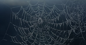 An intricate spider web covered in tiny glistening water droplets.
