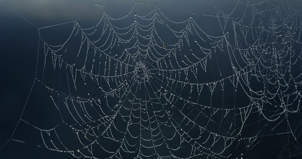 a spider web covered in water drops on a dark background