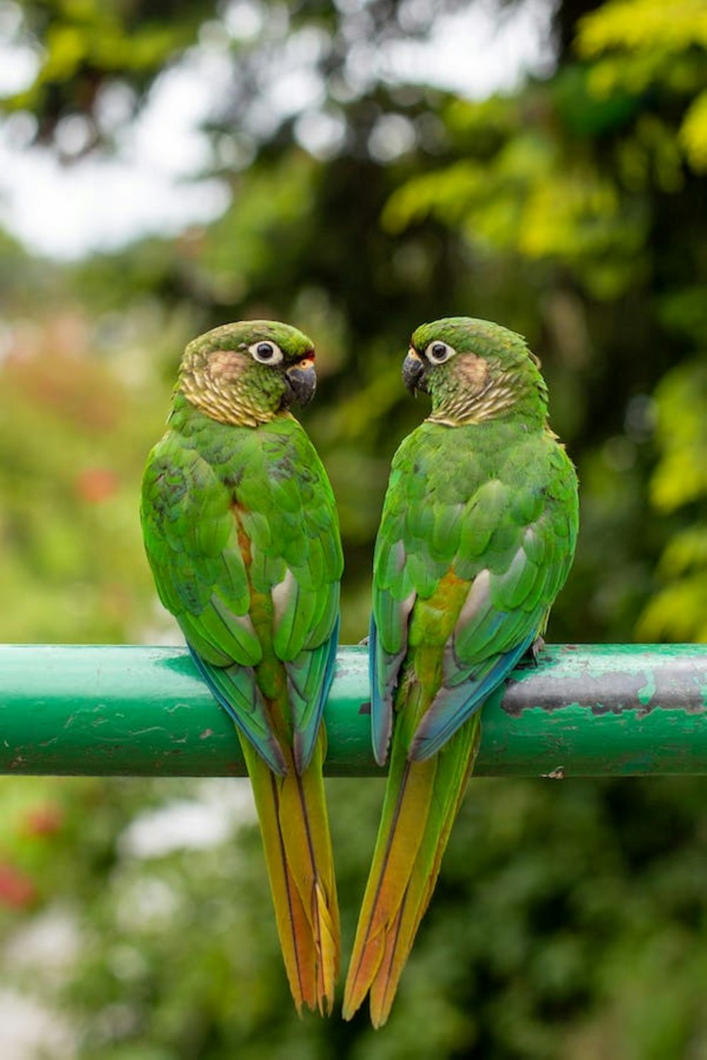 two green parrots sitting on top of a green pole