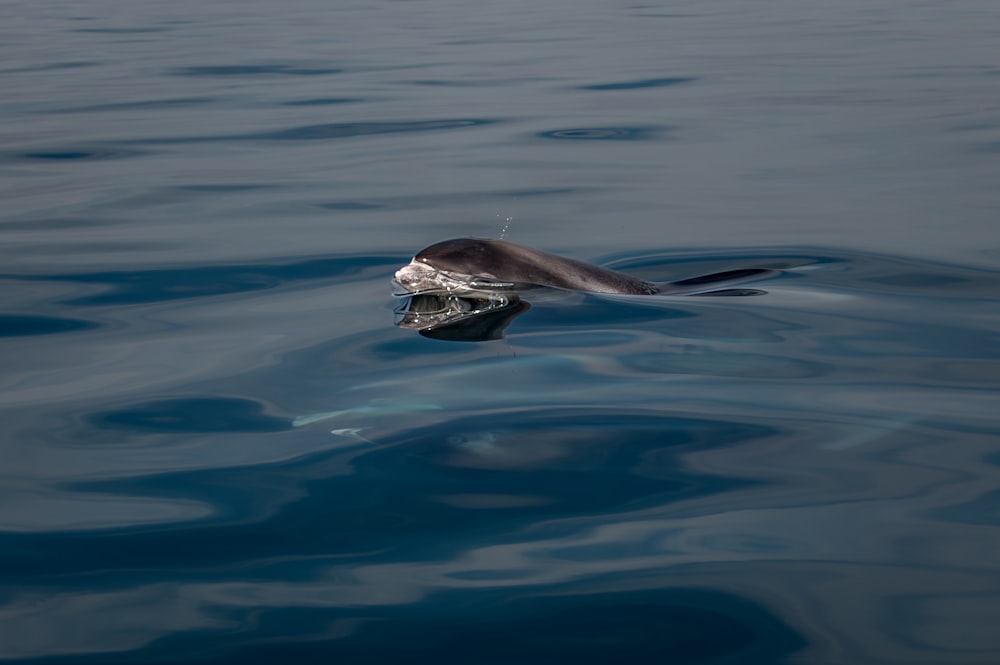 a bird floating on top of a body of water