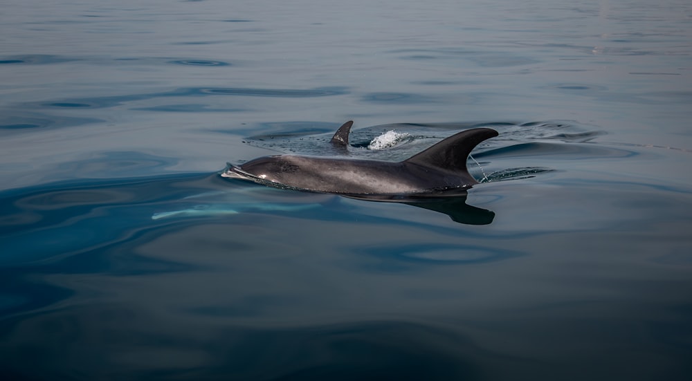 a dolphin swimming in the ocean with a boat in the background