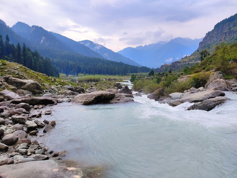 a river running through a lush green forest