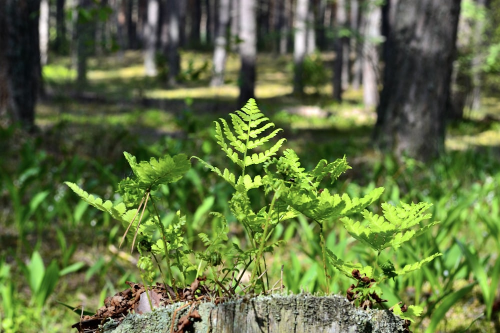 a fern grows out of a tree stump in a forest