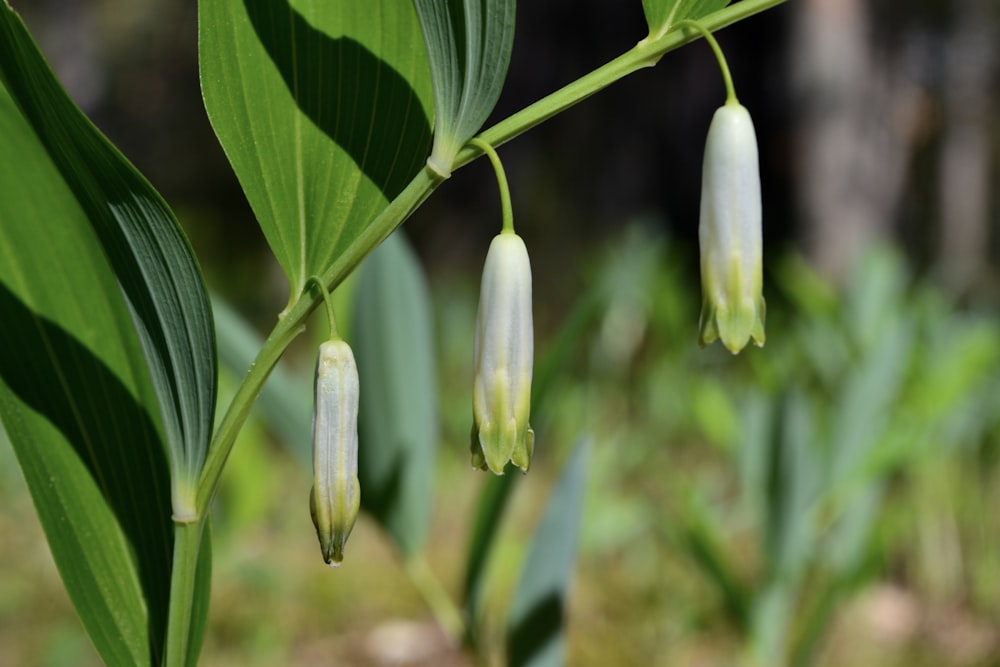 a close up of some flowers on a plant