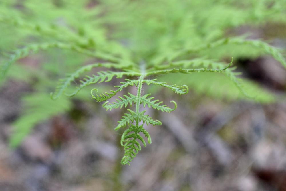 a close up of a plant with green leaves