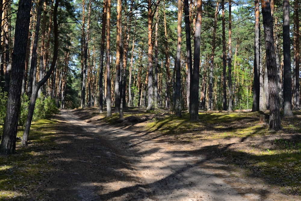 a dirt road in the middle of a forest