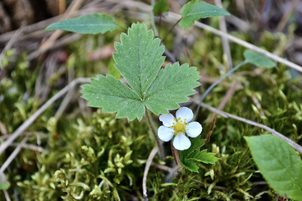 eine kleine weiße Blume, die auf einem üppig grünen Feld sitzt