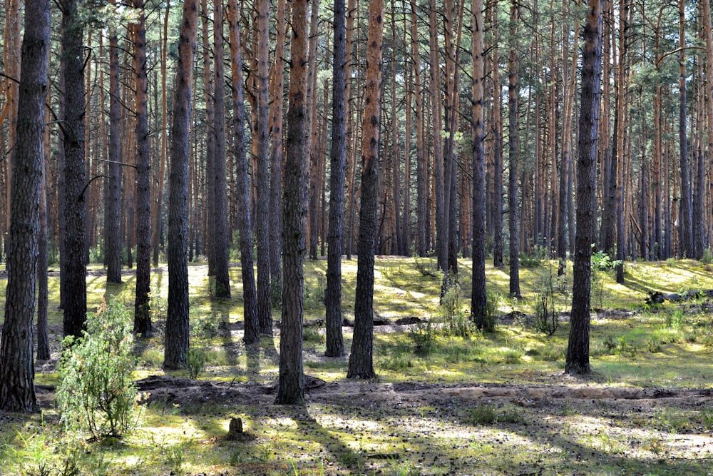 a group of trees that are in the grass