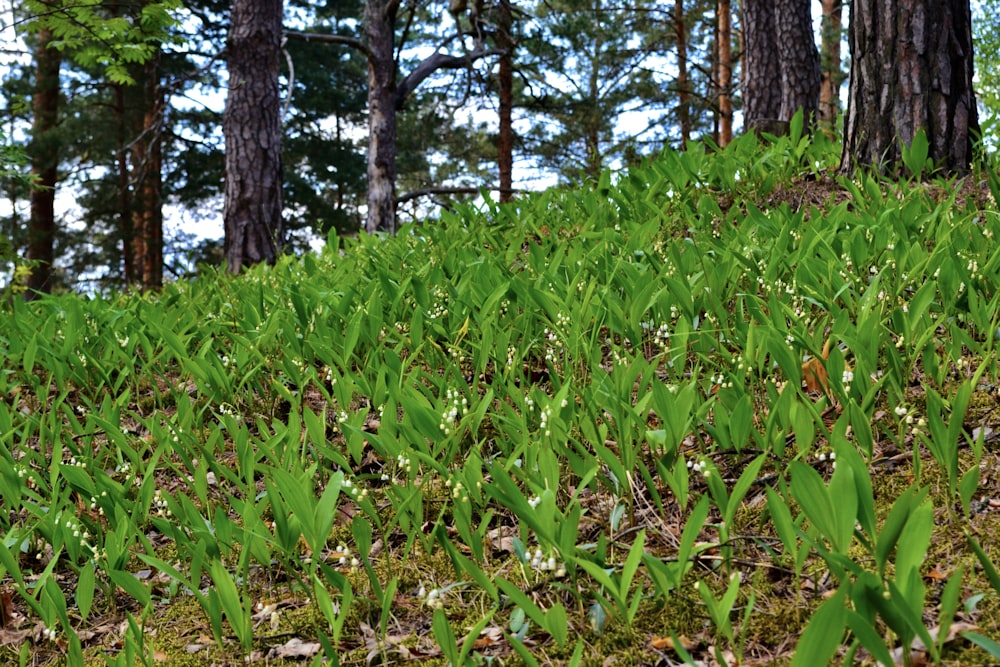 a patch of grass in the middle of a forest