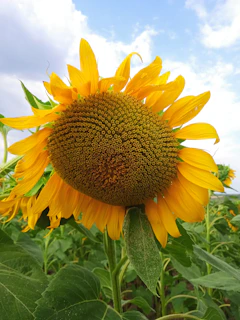A close-up photo of a blooming sunflower with a label and a brief explanation about its growth cycle.
