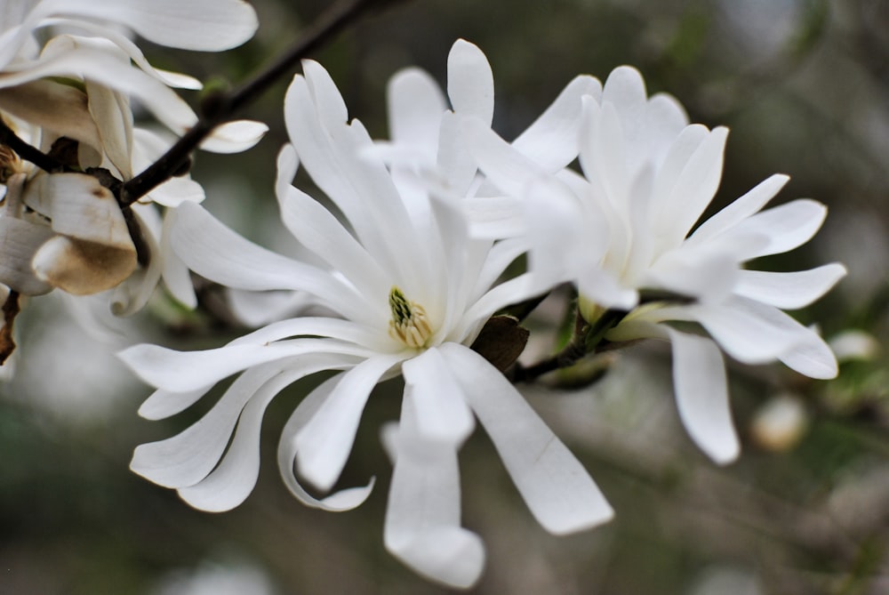 a close up of a white flower on a tree