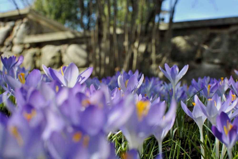 a field full of purple flowers next to a stone wall