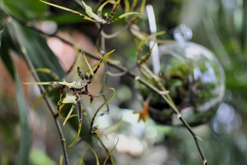 a close up of a plant with leaves