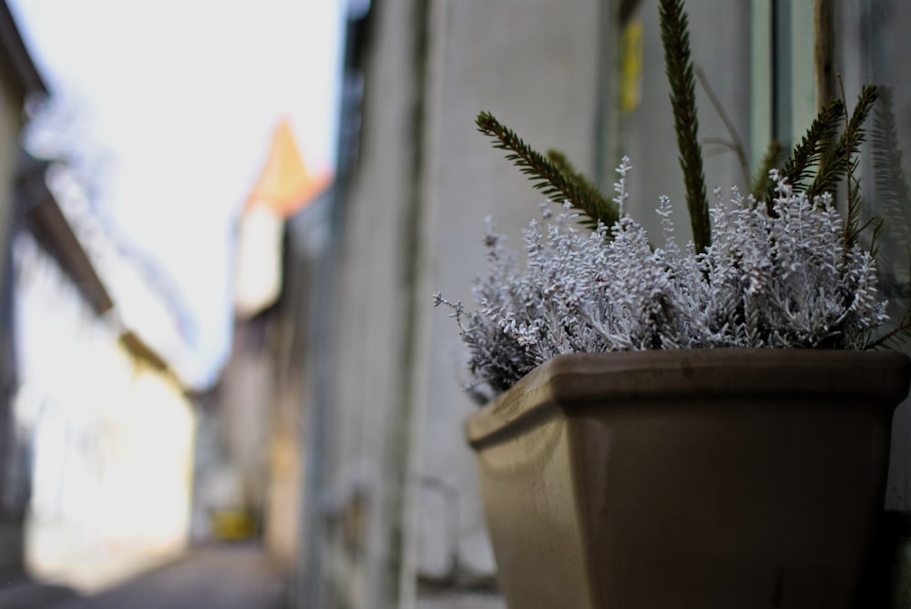 a potted plant sitting on the side of a building