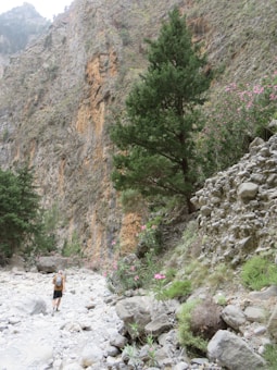 A hiker walking along a rocky, dry riverbed surrounded by steep cliffs and lush vegetation. A large tree and several flowering plants are visible, with a backdrop of tall, rugged mountains.