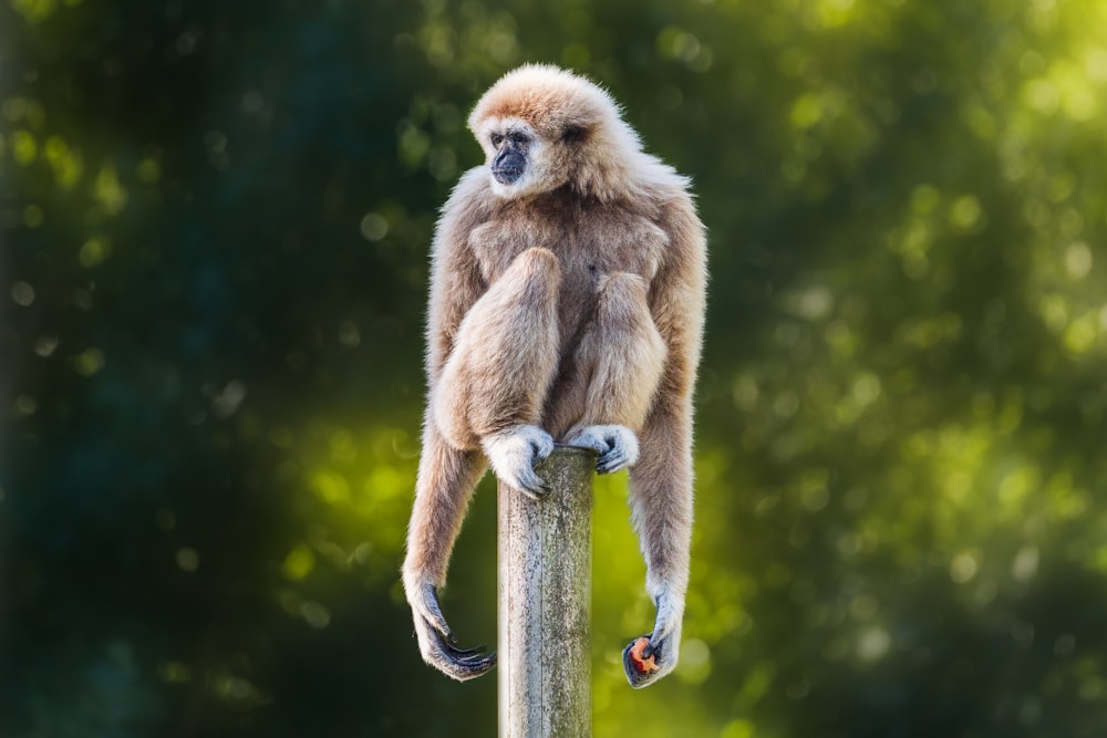 a monkey sitting on top of a wooden pole