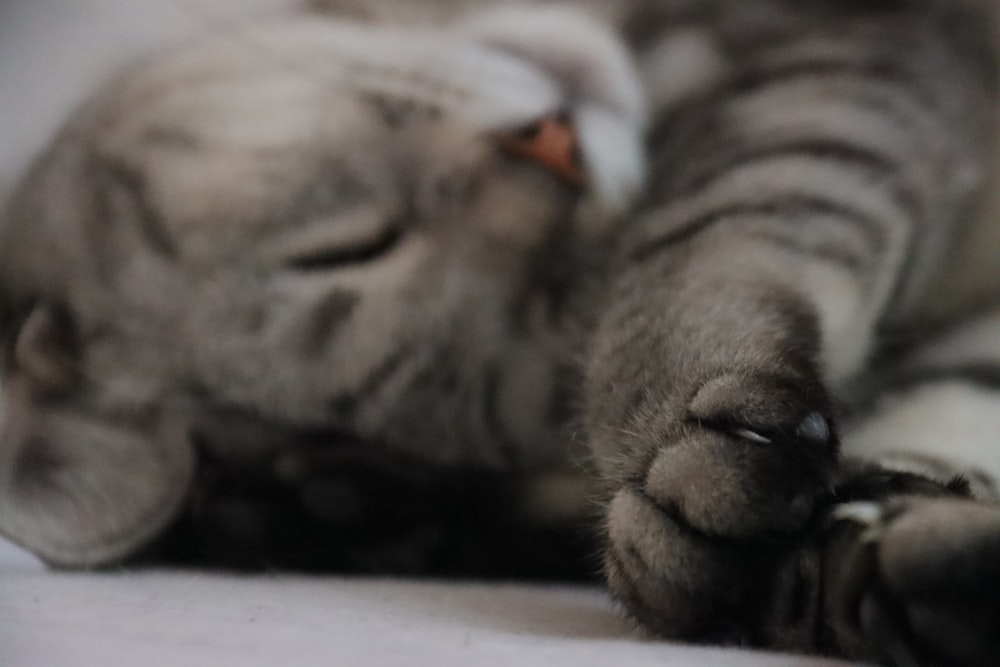 a cat laying on its back on a bed