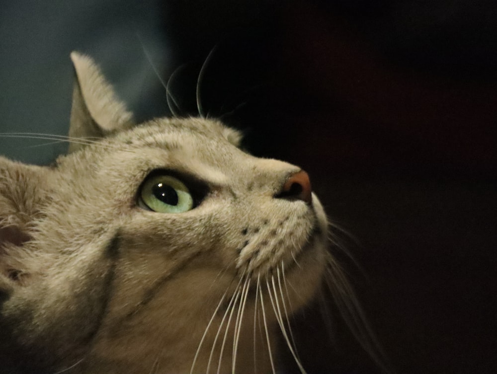 a close up of a cat looking up at something