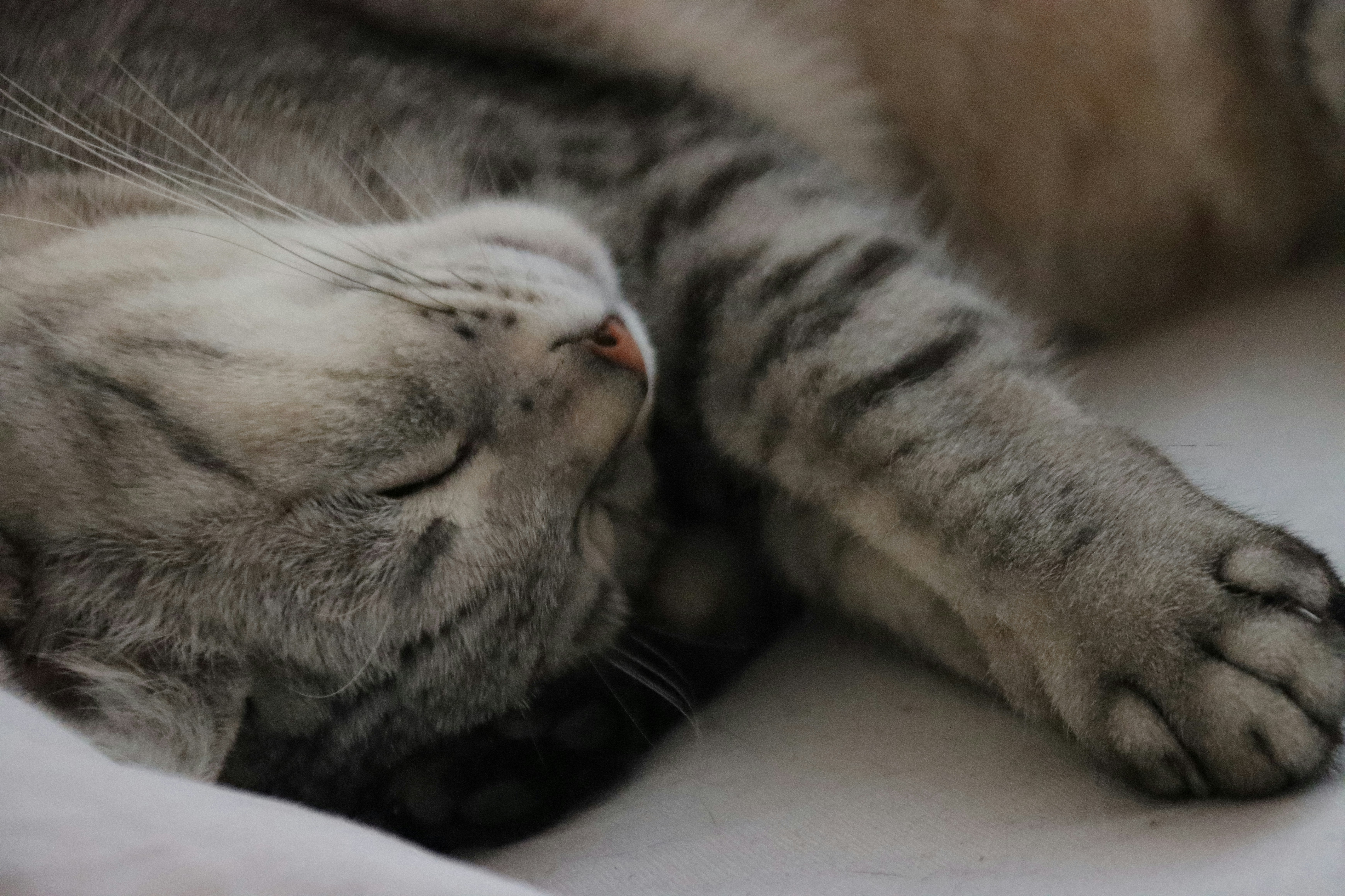 A cat laying on its back on a bed photo Free Whiskas cat Image on