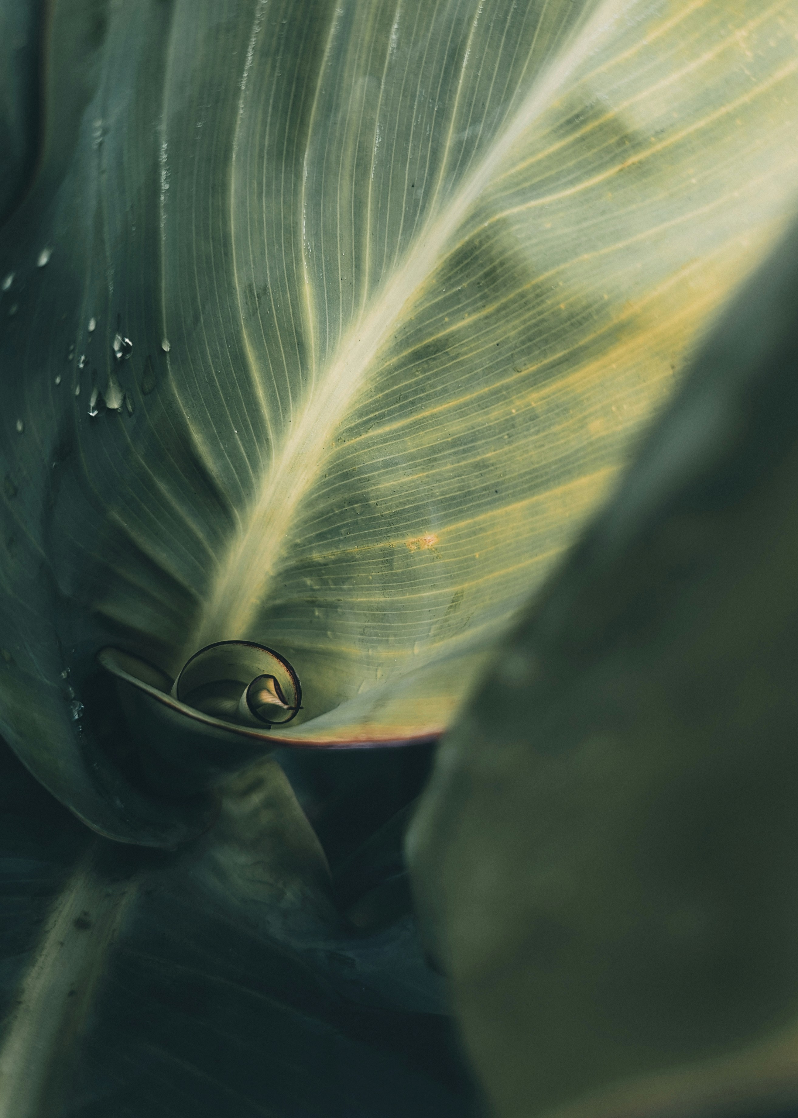 un gros plan d’une feuille verte avec des gouttes d’eau dessus