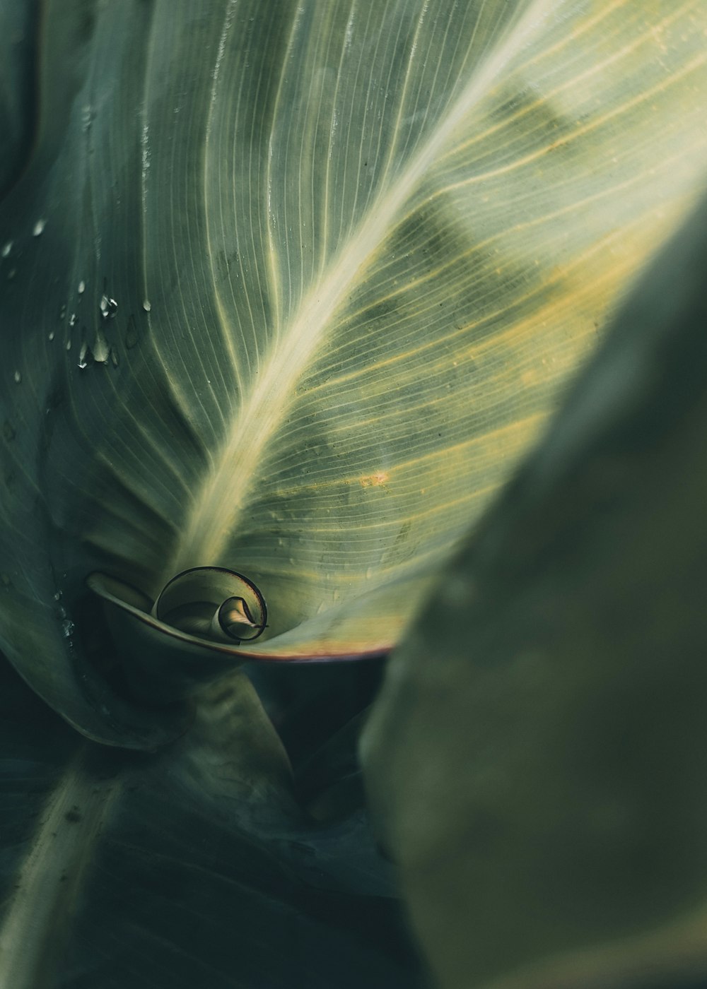 a close up of a green leaf with drops of water on it