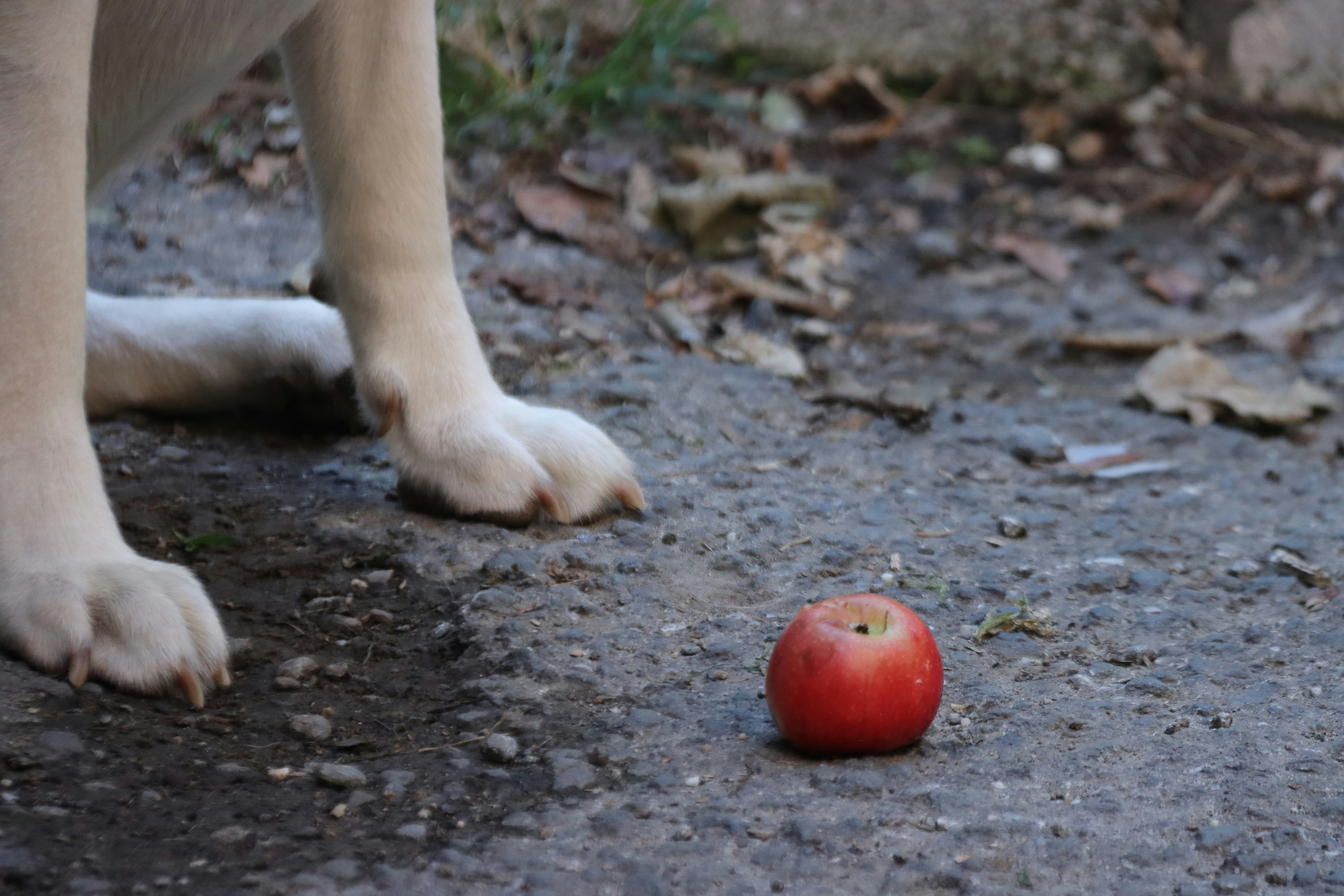 a dog standing next to an apple on the ground