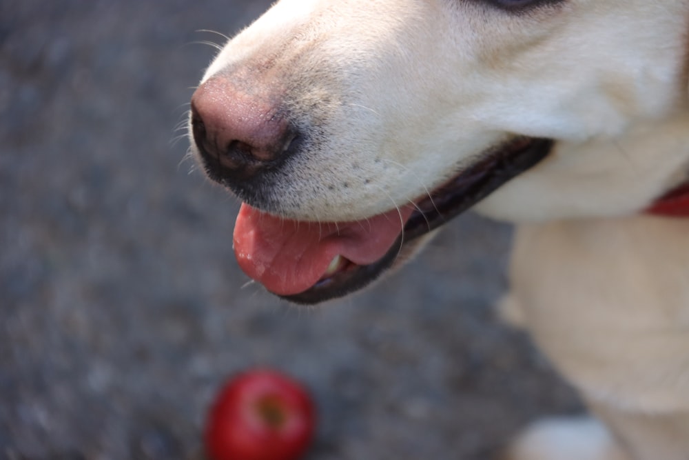 a close up of a dog with an apple in the background