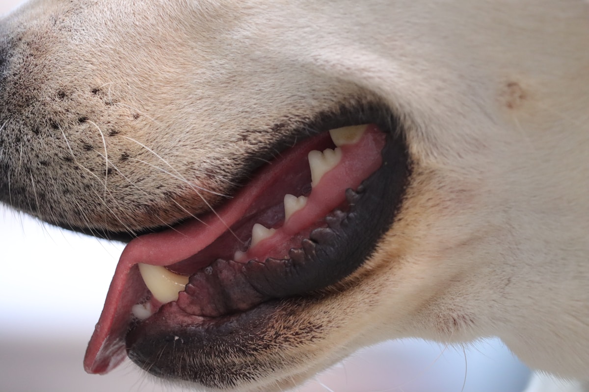 Brushing and de-shedding image