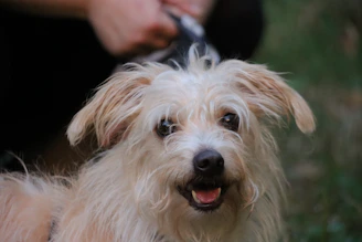a small white dog being groomed by a person