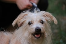 A fluffy, light-colored dog looks directly at the camera with a happy expression. The background is slightly blurred, focusing attention on the dog's expressive eyes and perky ears. A person is holding the leash, their hand partially visible.