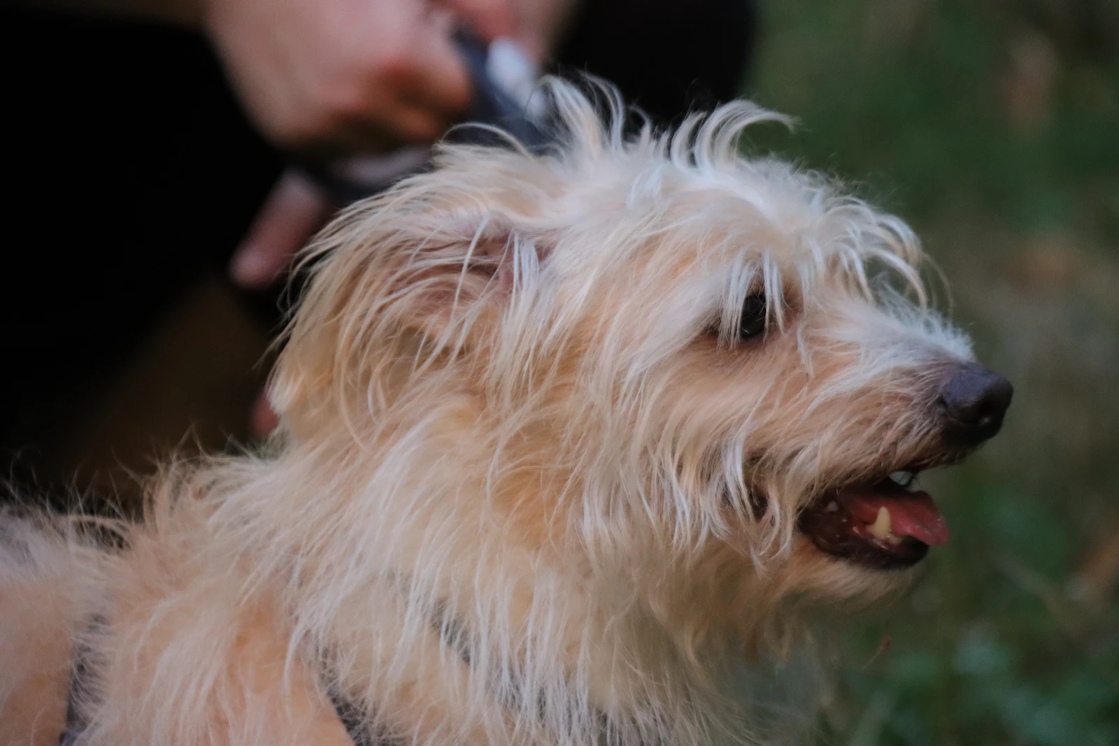 A groomer carefully trimming a dog's coat by hand during a grooming appointment