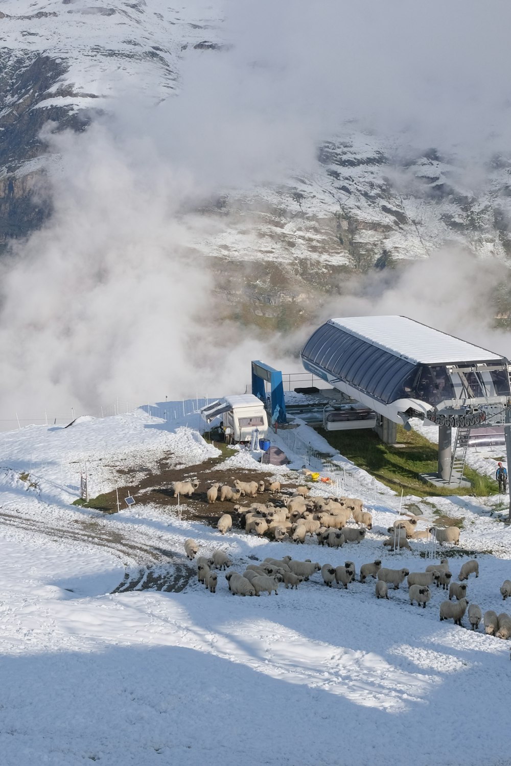 a herd of sheep standing on top of a snow covered hillside