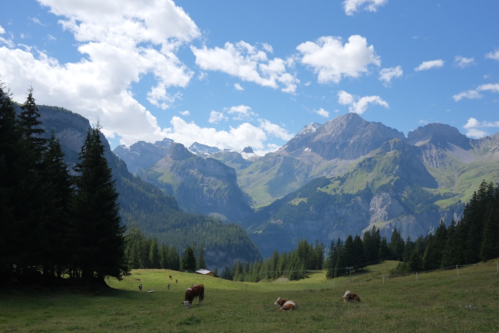 a herd of animals grazing on a lush green hillside