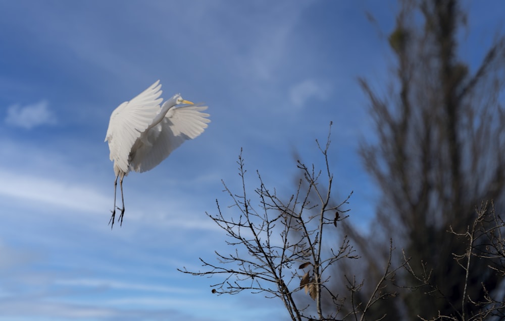 a large white bird flying over a tree